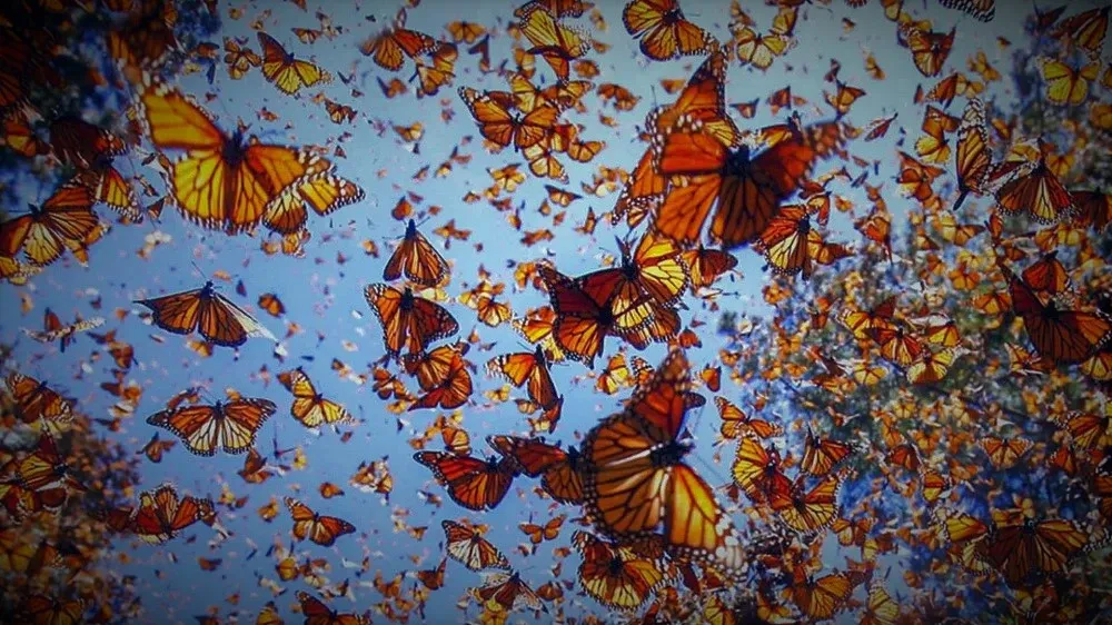 Mariposa monarca; cuando el reconocimiento no es suficiente