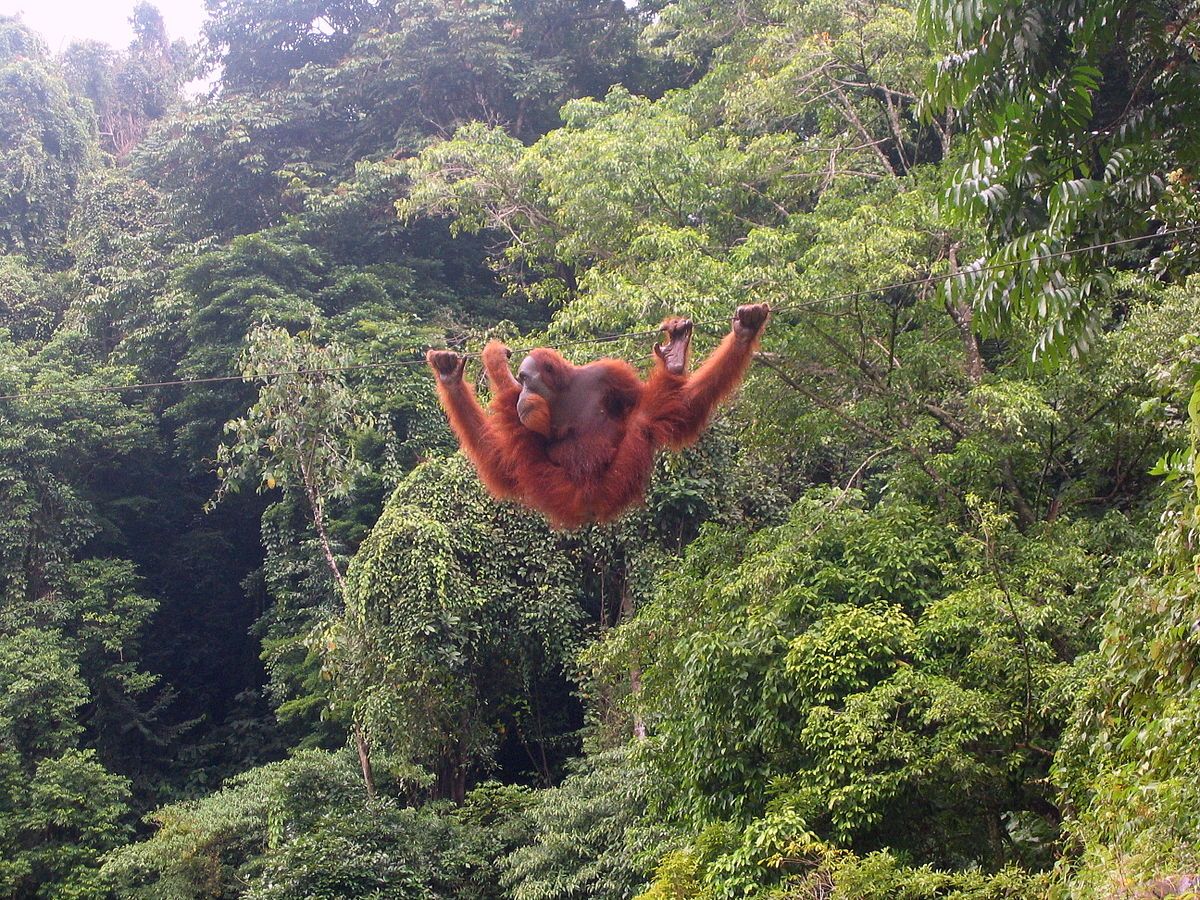 Qué hacer en Sumatra