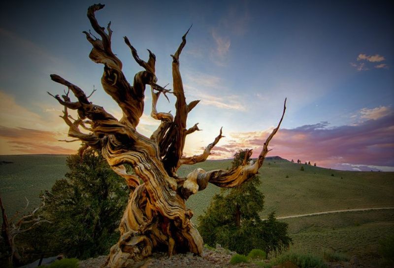 El árbol más viejo del mundo