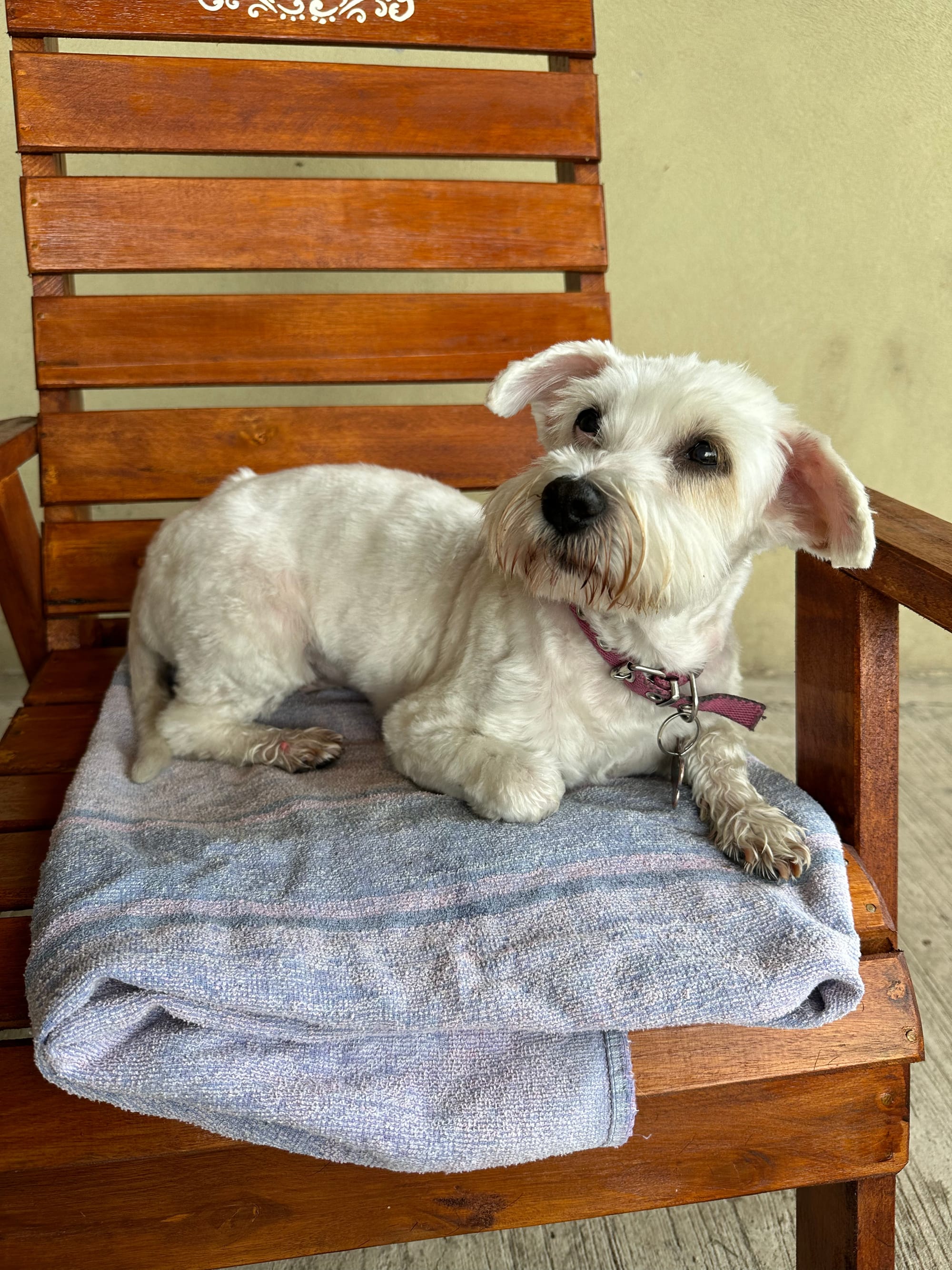 Perra Cotón de Tulear descansando en un sillón en el porche