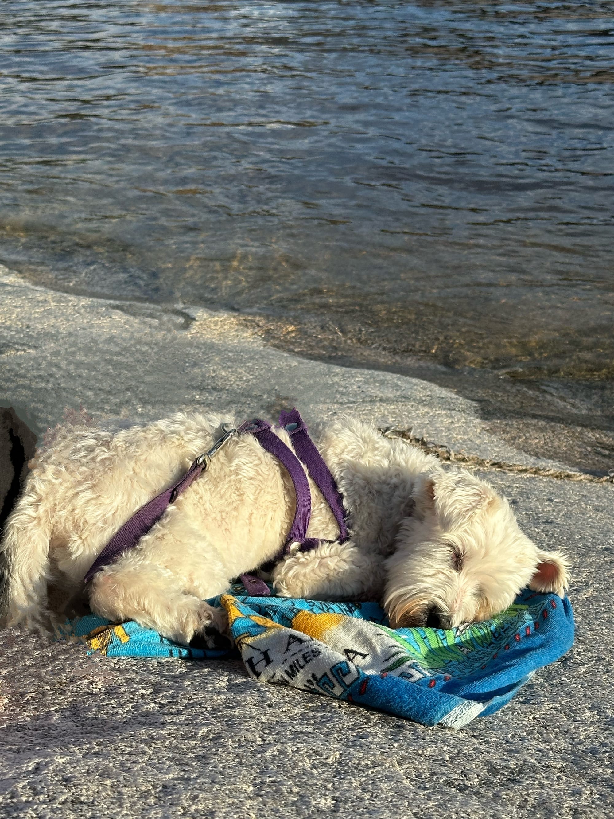 Mascota canina pegándose un siestón en la orilla del Rio Mina Clavero, en la Toma