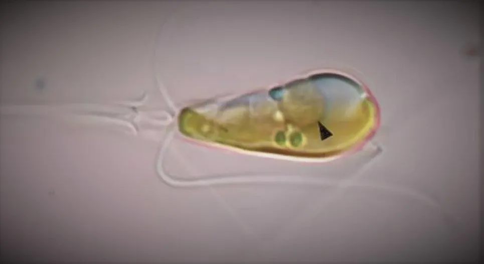 Encuentran un tipo de alga que absorbe el nitrógeno atmosférico.