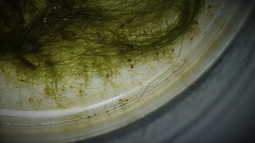 Encuentran un tipo de alga que absorbe el nitrógeno atmosférico.
