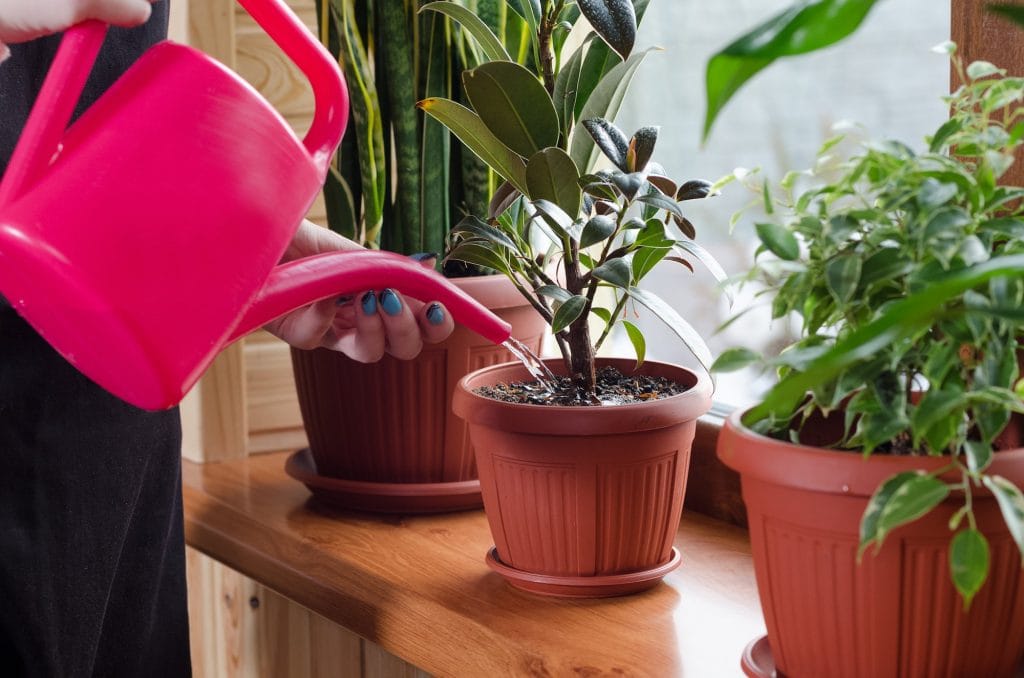 Cómo cuidar tus plantas en un departamento con poca luz