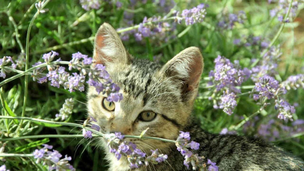 Plantas venenosas para los gatos: lo que necesitas saber para cuidar a tu felino