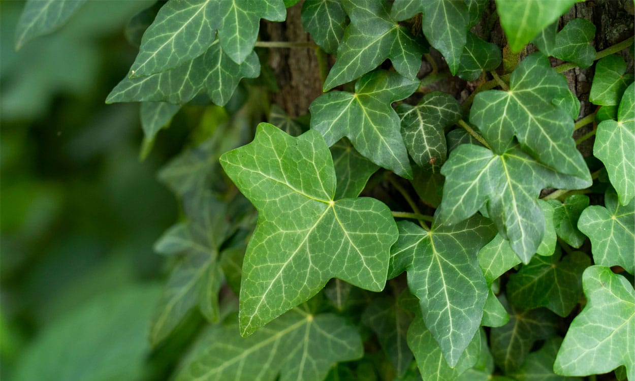 Plantas venenosas para los gatos: lo que necesitas saber para cuidar a tu felino