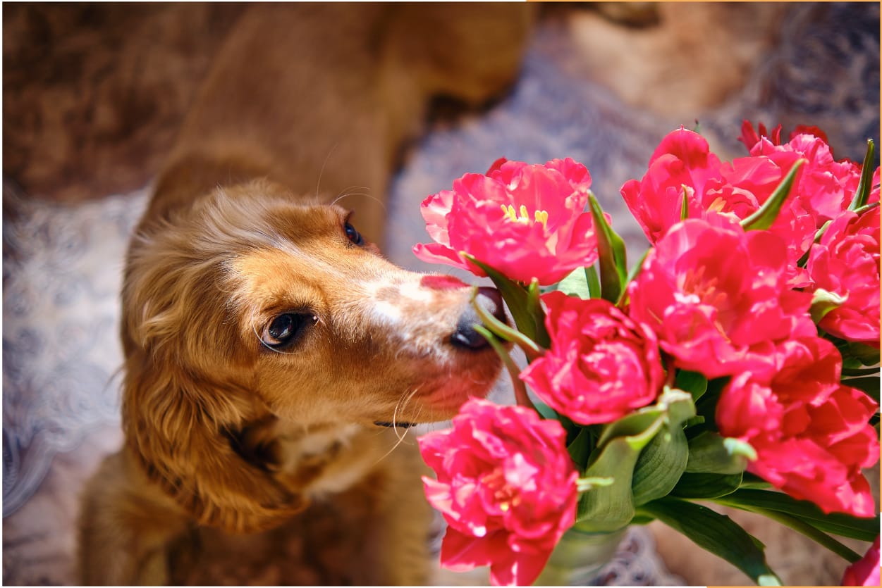 Plantas venenosas para perros
