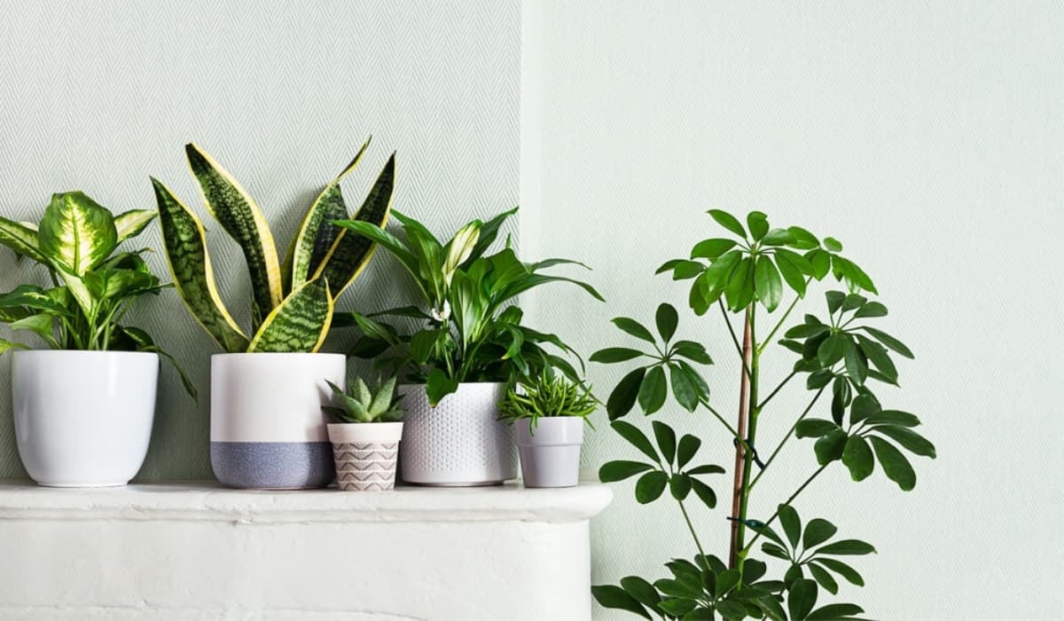 Cómo cuidar tus plantas en un departamento con poca luz