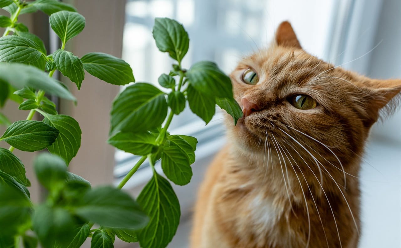 Plantas venenosas para los gatos: lo que necesitas saber para cuidar a tu felino
