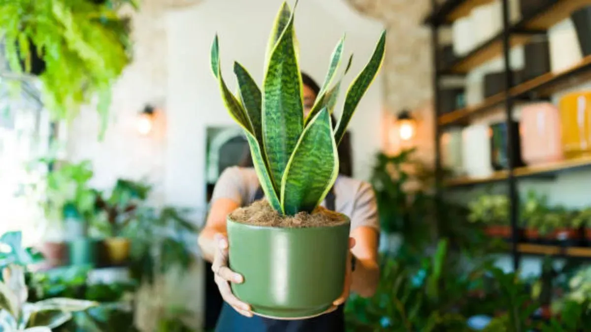 Cómo cuidar tus plantas en un departamento con poca luz
