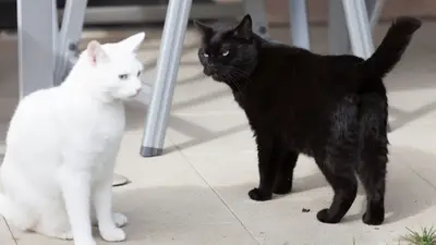 ¿Por qué los gatos negros y blancos corren peligro en Octubre? 