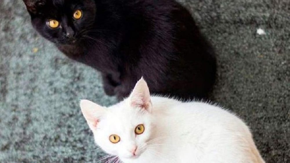 ¿Por qué los gatos negros y blancos corren peligro en Octubre? 