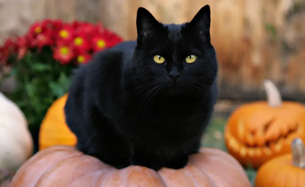 ¿Por qué los gatos negros y blancos corren peligro en Octubre? 