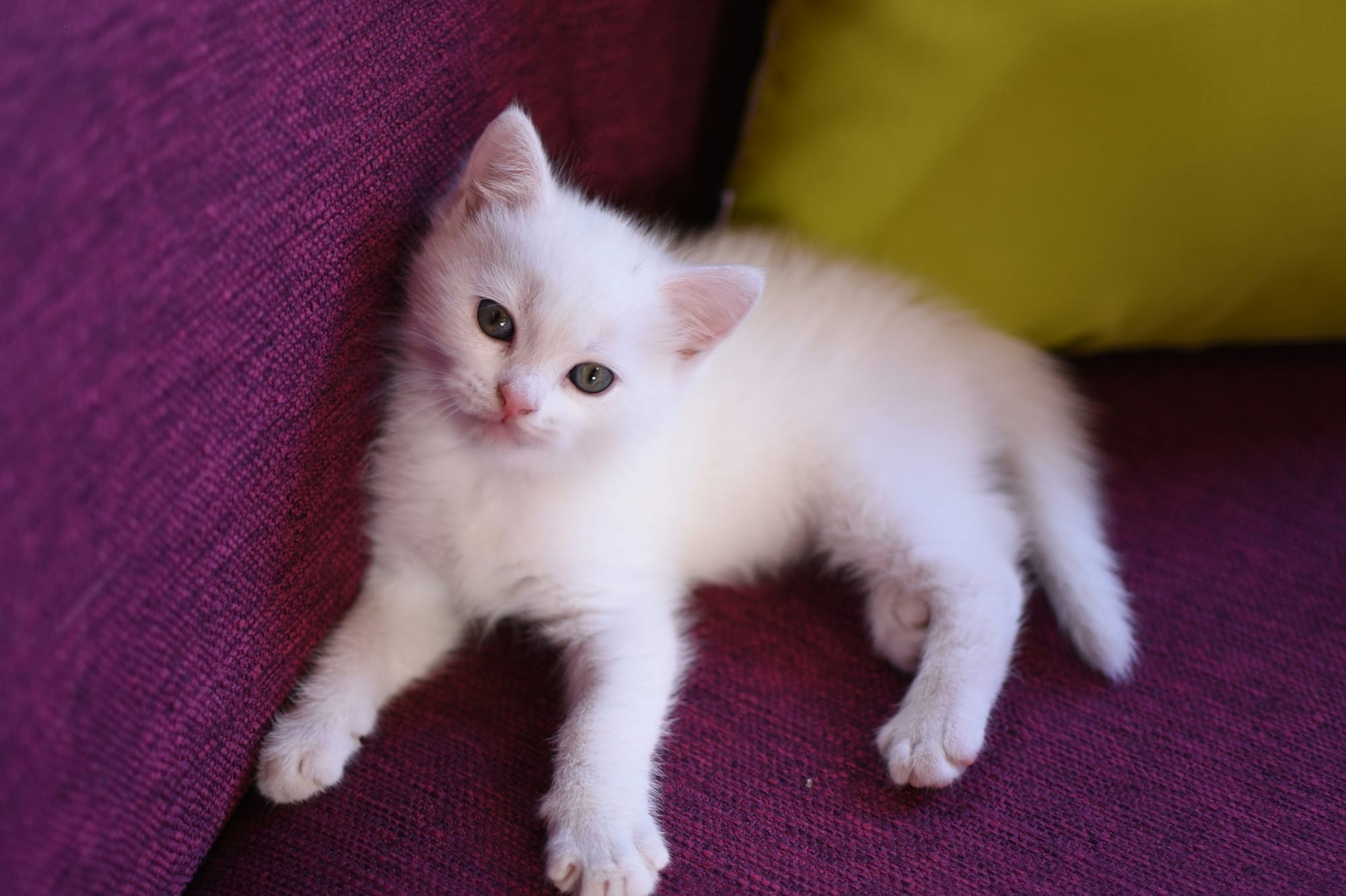 ¿Por qué los gatos negros y blancos corren peligro en Octubre? 