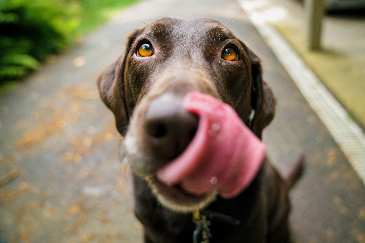 Día Mundial del perro: motivos de su celebración