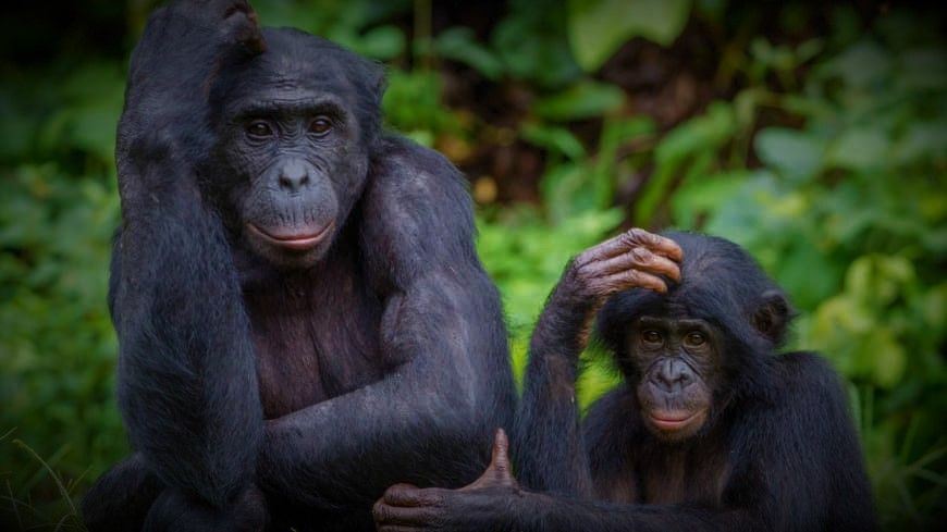 Naturaleza en el Congo.