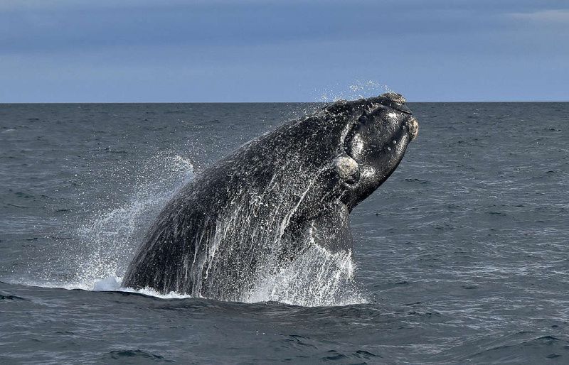 10 datos clave sobre la ballena franca austral