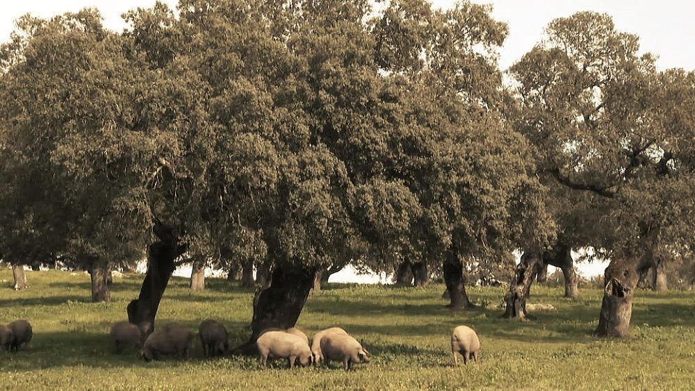 Jamón ibérico de España en riesgo a causa de la sequía.