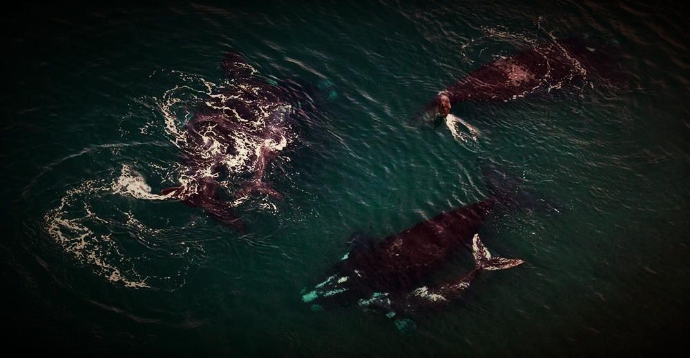 Familia de ballenas.