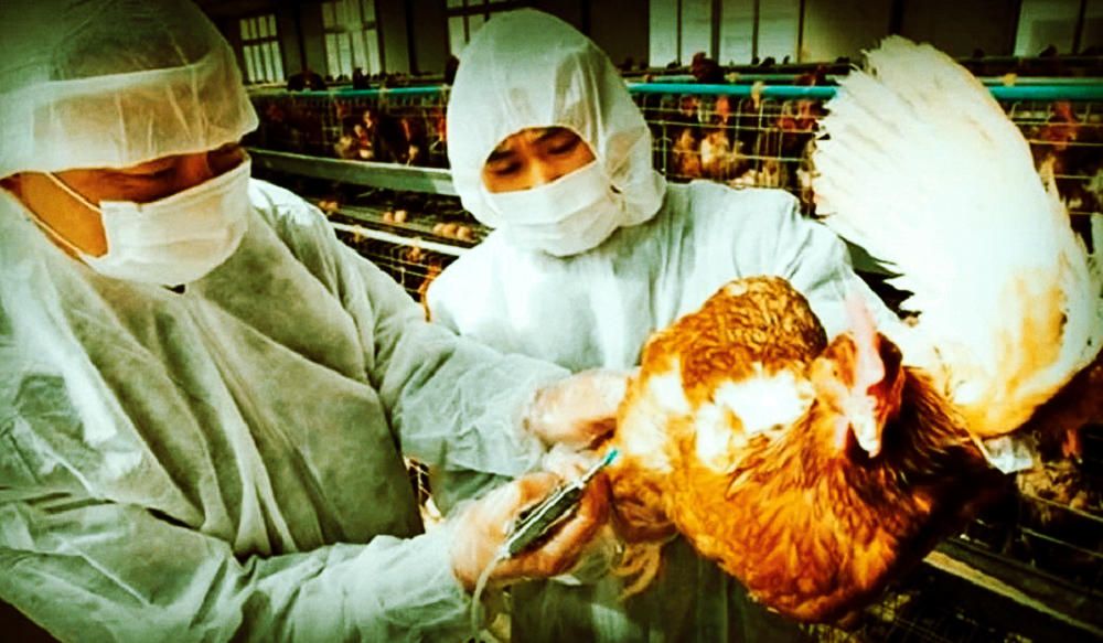 OMS: Gripe aviar.