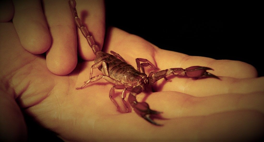 Tres errores tras una picadura de alacranes.