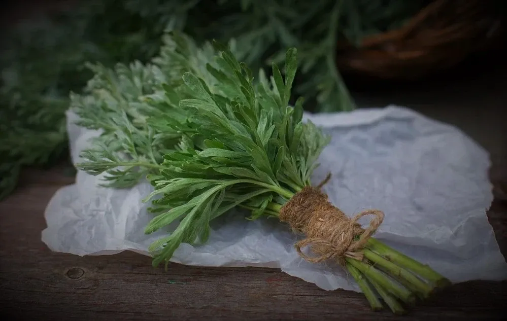 Artemisa dulce, una planta milenaria.