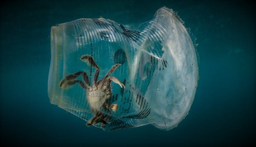 Cangrejos ermitaños usan la contaminación.