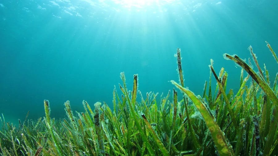 Espirulina: alimento del futuro.