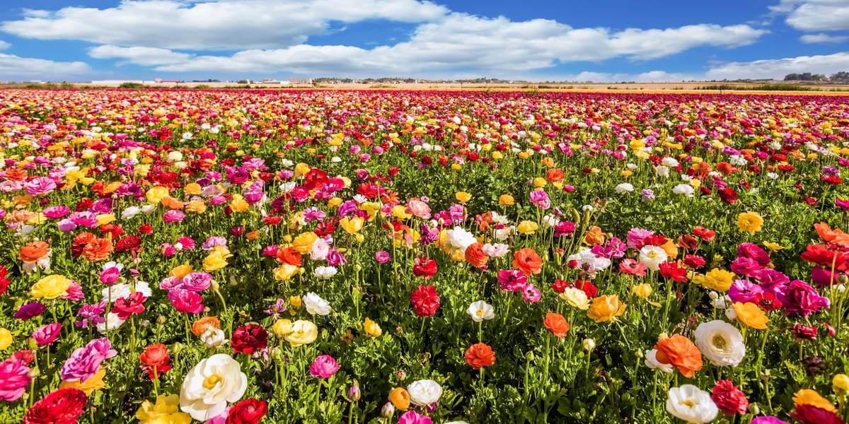 El Día de la Primavera y el Equinoccio: un puente entre culturas