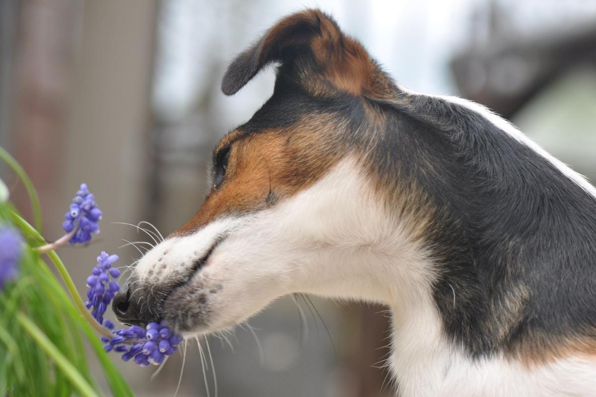 Plantas venenosas para perros