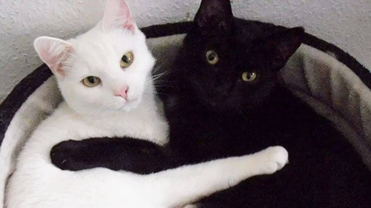 ¿Por qué los gatos negros y blancos corren peligro en Octubre?