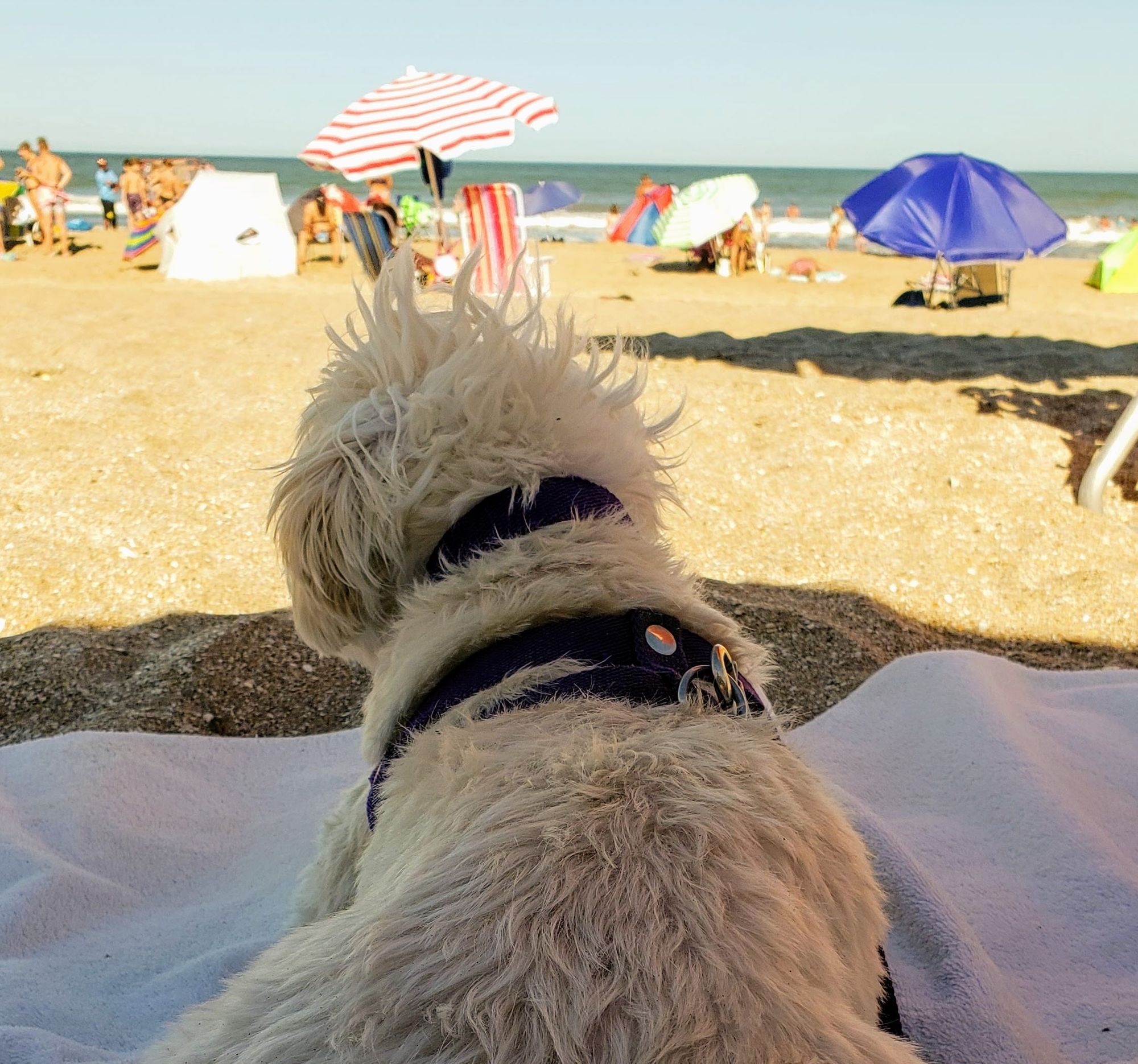 Las Gaviotas, balneario pet friendly