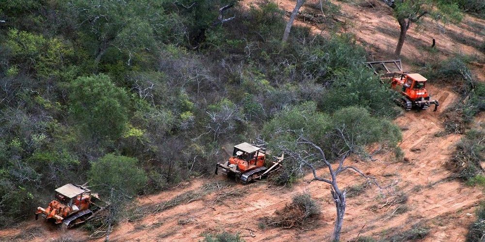 "En 70 años no tendremos Bosques Nativos en Argentina"
