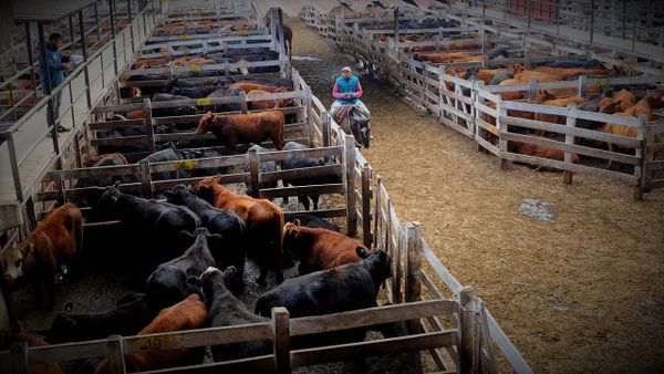 “Mercado de Hacienda”: en Liniers cayeron los precios nuevamente.