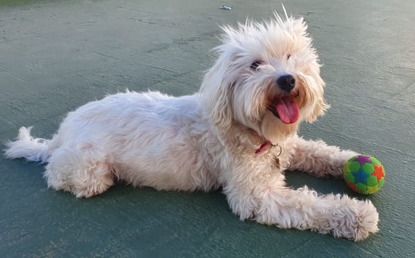 Shanti, Canino hembra de la raza Cotón de Tulear con su pelota favorita