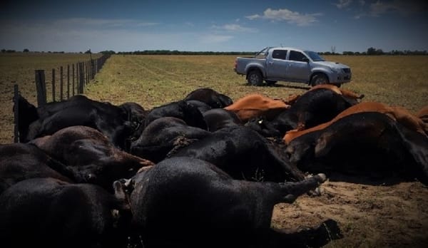 Entre Ríos: 200 vacunos con cuadro de intoxicación.