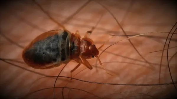 Alerta mundial por invasión de chinches.