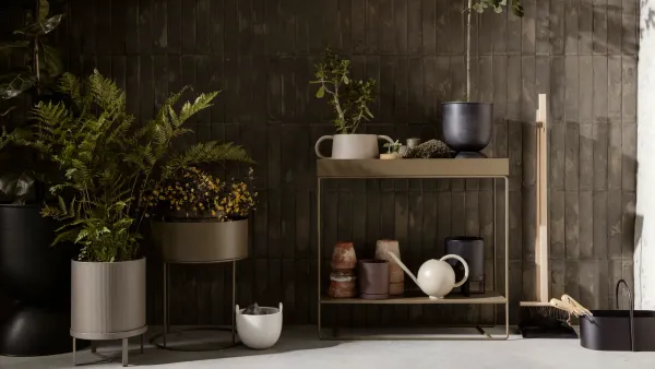 Cómo cuidar tus plantas en un departamento con poca luz