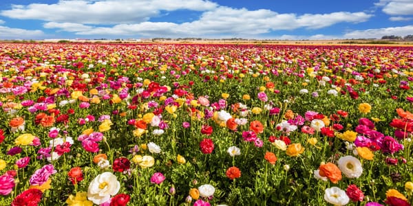 El Día de la Primavera y el Equinoccio: un puente entre culturas