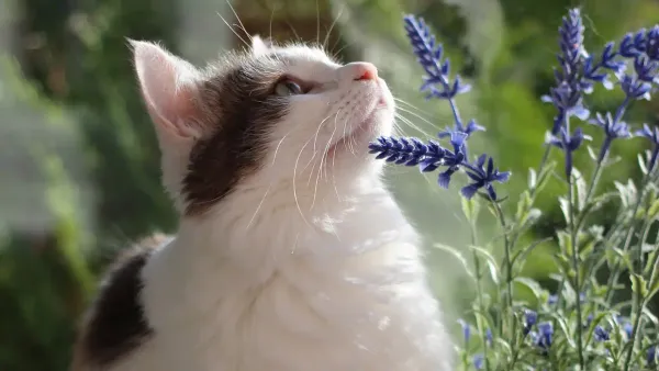 Plantas venenosas para los gatos: lo que necesitas saber para cuidar a tu felino