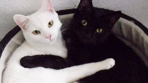 ¿Por qué los gatos negros y blancos corren peligro en Octubre? 