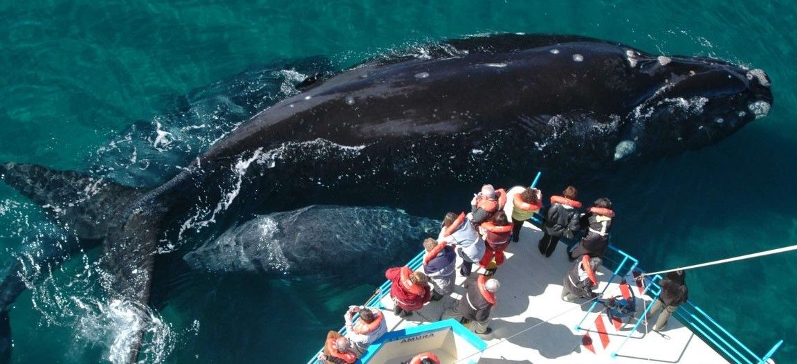 Vuelven las ballenas a Península Valdés: No hay nada mejor que casa