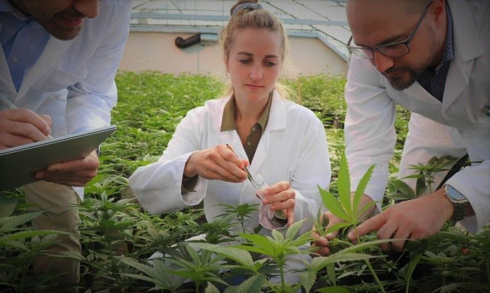 “Cannabis con mejor genética”: empresa suiza una de las primeras en el mercado.