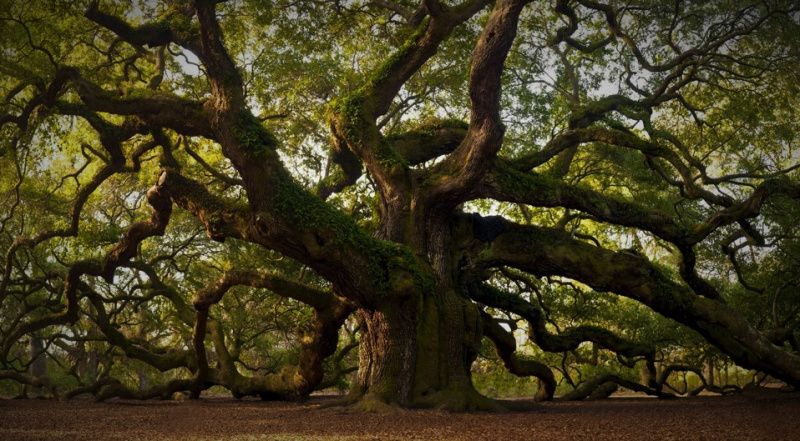 Árboles antiguos: vitales para la supervivencia de los bosques