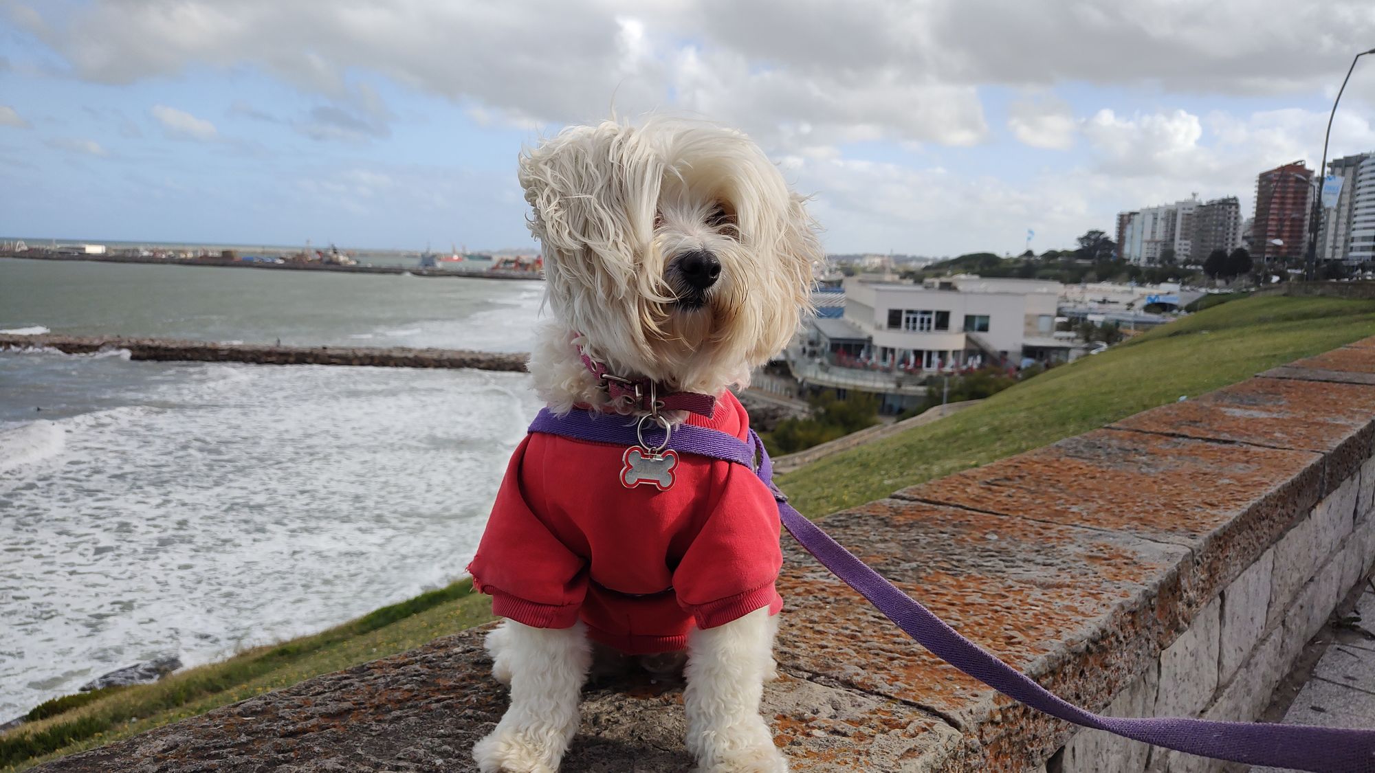 Mar del plata en un gran destino con cosas que hacer con mascotas