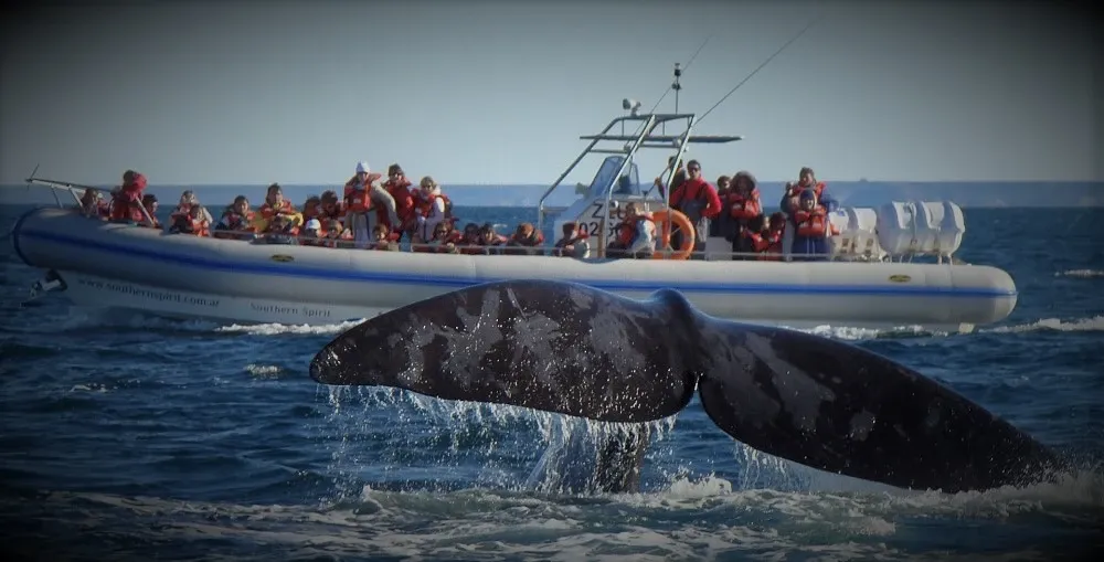 Argentina: Impactante presencia de ballenas.